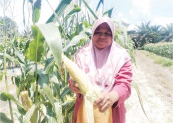 ZURAIDAH Mohd. Noor menunjukkan buah jagung yang dituai di kebunnya di Kampung Nyatuh, Setiu, semalam. – UTUSAN/WAN ZURATIKAH IFFAH WAN ZULKIFLI