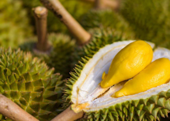 POKOK durian mengambil masa lima tahun untuk matang dan mencapai hasil puncak dari 20 tahun ke atas.