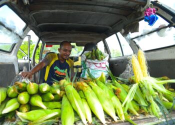 SEORANG peniaga, Mohammad Anuar Ariffin, 38,menjual jagung di tepi jalan sambil bersiaran langsung dalam talian di media sosial bagi menarik pelanggan di Kubang Gajah, Arau, Perlis semalam. - UTUSAN/IZLIZAN OTHMAN