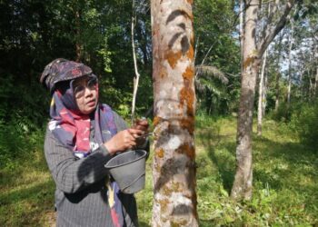 LATIFAH Abd. Rahman menoreh getah di kebunnya di Kampung Kuala Menjing, Hulu Terengganu, semalam. – UTUSAN/NOOR HAYATI MAMAT