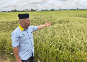 SERANGAN ulat gulung daun mengakibatkan pertumbuhan padi menjadi terencat dan akan merosakkan padi.