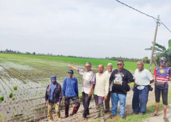 PESAWAH menunjukkan lot padi yang belum menerima semburan baja
di Kampung Sungai Leman, Sekinchan, Sabak Bernam, Selangor.