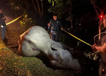 GAJAH jantan dewasa yang mati selepas dilanggar sebuah treler dalam kejadian berhampiran Kampung Sri Timur di Kluang, Johor malam tadi.