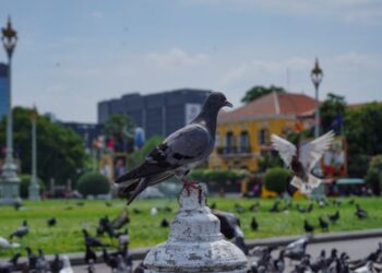 INFESTASI burung perosak memerlukan intervensi yang sesuai melalui penglibatan kepakaran dari syarikat-syarikat kawalan perosak.