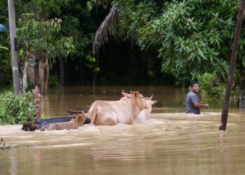 SEORANG penduduk memindahkan lembu ke tempat selamat selepas kawasan ternakannya dinaiki air di Kampung Lubuk Batu, Jitra, Kubang Pasu, Kedah, semalam. – UTUSAN/ SHAHIR NOORDIN