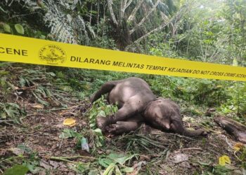 GAJAH betina ditemukan mati akibat terjatuh gaung setinggi 30 meter di Ladang Sankina, Lahad Datu pada Isnin-IHSAN JHL