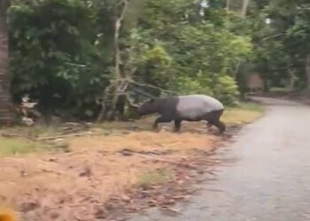 TAPIR betina kelihatan melintas jalan kampung ketika terserempak dengan kenderaan di Kampung Putu di Lipis, Pahang.