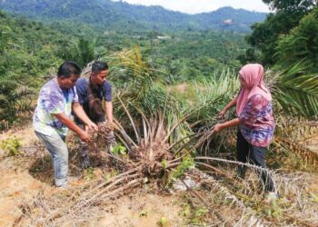 ABDUL Sani Ismail (kiri) ditemani ahli keluarganya melihat pokok kelapa sawit yang dimusnahkan gajah liar di Kampung Belukar Bukit, Hulu Terengganu, semalam. – UTUSAN/PUQTRA HAIRRY ROSLI