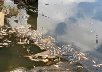 IKAN mati di Sungai Rinting bukan disebabkan insiden pencemaran bau kimia yang dilaporkan berlaku di Sungai Pandan dan Sungai Skudai, baru-baru ini.