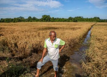 ARMAN Majid termenung di sawah miliknya setelah padi yang telah masak tidak sempat dituai ekoran ditenggelami banjir di Kampung Paya Tok Teh, Jitra Kubang Pasu. - UTUSAN/ SHAHIR NOORDIN