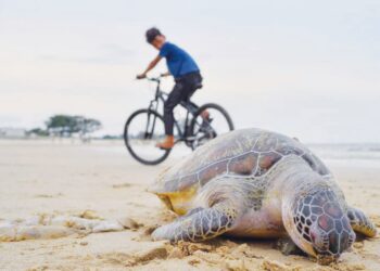 KEADAAN salah seekor anak penyu yang ditemukan mati di persisiran pantai di Terengganu, baru-baru ini. – UTUSAN/PUQTRA HAIRRY ROSLI