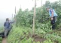 PENGUAT KUASA memusnahkan kawasan tanaman sayur dalam hutan simpan yang diceroboh di Cameron Highlands, Pahang semalam.