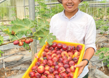 MOHAMAD Hafidz Arifin ingin menjadi pembekal buah tin terbesar di Asia Tenggara menjelang 2028.