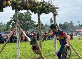 Seorang pemilik beruk memperagakan ketangkasan haiwan peliharaan yang menyertai pertandingan memetik buah kelapa di Kampung Kemunchup, Machang , semalam. – UTUSAN/TOREK