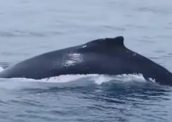 TANGKAP layar keadaan ikan paus bungkuk yang ditemukan di  Pulau Redang, Kuala Terengganu, semalam..- MEDIA SOSIAL