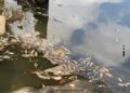 IKAN mati di Sungai Rinting bukan disebabkan insiden pencemaran bau kimia yang dilaporkan berlaku di Sungai Pandan dan Sungai Skudai, baru-baru ini.