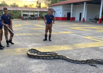 ANGGOTA bomba menunjukkan ular sewa seberat 100 kg yang ditangkap di Kampung Raja, Besut, hari ini.