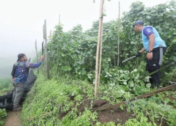 PENGUATKUASA memusnahkan kawasan tanaman sayur yang diceroboh dalam hutan simpan di Cameron Highlands, Pahang.