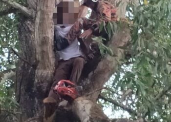 ANGGOTA bomba menurunkan mangsa yang tersepit akibat dihempap dahan pokok ketika melakukan kerja-kerja pemangkasan di kuarters guru SK Seri Dusun, Sik. - IHSAN BOMBA