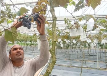 ANGGUR yang ditanam di  Agrotech Profarm selain tanaman tanah tinggi lain seperti strawberi, teh dan sayur-sayuran. - UTUSAN/MEGAT LUTFI MEGAT RAHIM