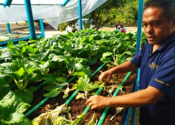 SHAHRUL Rosdi Yosof menunjukkan tanaman sayur yang diusahakannya di tanah terbiar di Bendang Kering, Kuala Kangsar. - UTUSAN/FADZIL ZAINOL