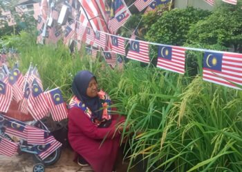 SHAMSIAH Anas melihat pokok padinya yang berbuah lebat bersama hiasan Jalur Gemilang sempena sambutan Hari Kebangsaan di Felda Kota Gelanggi 2 di Jerantut baru-baru ini. – UTUSAN/HARIS FADILAH AHMAD