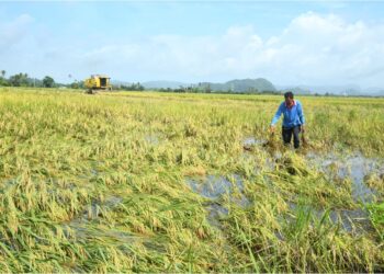 PESAWAH, Mat Rashid Harun, 62, terpaksa menuai awal hasil padinya agar tidak rosak di Sungai Baru, Utan Aji, Kangar, Perlis. – Mingguan/IZLIZAN OTHMAN