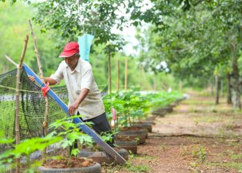 ASHAARI Daud,79, masih melakukan kerja-kerja pertanian dengan mengusahakan tanaman betik di Kampung Felda Chuping, Padang Besar, Perlis. – UTUSAN/IZLIZAN OTHMAN