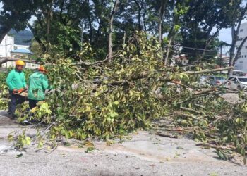 DUA kakitangan MBPP menebang pokok yang tumbang hingga mengganggi lalu lintas di George Town, Pulau Pinang Ahad lalu.