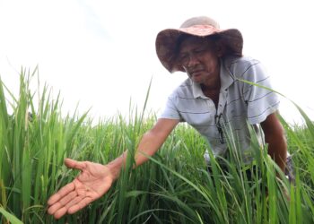 SEORANG petani menunjukkan ulat gulung daun yang menyerang tanaman padi di Kampung Bendang Pak Yong, Tumpat, Kelantan hari ini-UTUSAN/KAMARUL BISMI KAMARUZAMAN.