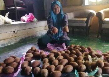 NOORILAH A.Rahman menunjukkan buah binjai untuk dijual di Kampung Gerdong, Hulu Terengganu, semalam. – UTUSAN/NOOR HAYATI MAMAT