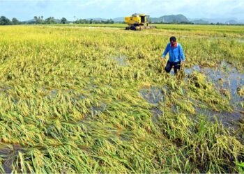 MAT Rashid Harun meninjau keadaan padinya di Sungai Baru, Utan Aji, Kangar, Perlis yang rosak akibat banjir sejak beberapa hari lalu. 
–UTUSAN/IZLIZAN OTHMAN