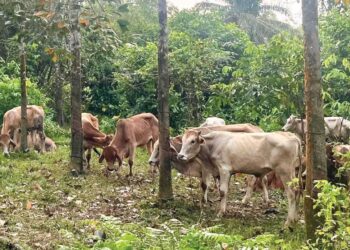 SEBAHAGIAN lembu yang dirampas anggota Tentera Darat Malaysia (TDM) dalam serbuan di tebing Sungai Golok, Tanah Merah, Kelantan semalam. – IHSAN ATM