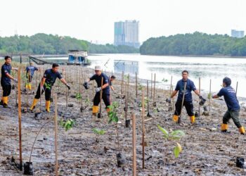 PESERTA bergotong-royong mengangkat pokok bakau sempena Program Penanaman Pokok Bakau di pesisiran Sungai Tebrau, Bakar Batu, Johor Bahru. – UTUSAN/RAJA JAAFAR ALI