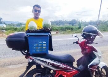 MOHD. Sanusi Ibrahim menunjukkan buah bali yang dijual dengan menunggang  motosikal di Bandar Permaisuri, Setiu, Terengganu, semalam. – UTUSAN/WAN ZURATIKAH IFFAH WAN ZULKIFLI