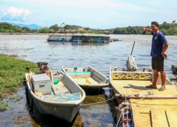 MUHAMAD Fadzlee Mohmad Roslee menunjukkan sangkar ikan ternakannya di Tasik Raban, Lenggong, Perak yang mengalami penyusutan air sejak beberapa hari lalu namun kini menghampiri paras normal. 
– UTUSAN/MUHAMAD NAZREEN SYAH MUSTHAFA