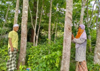 GOLONGAN penoreh getah mula berjimat-cermat selepas cuaca tidak menentu ketika ini menyebabkan mereka tidak dapat keluar mencari rezeki di Rantau Panjang, Kelantan. – UTUSAN/ROHANA ISMAIL.