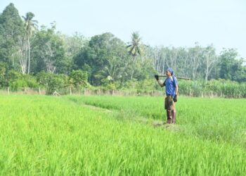 PESAWAH terus teriksa apabila pendapatan dijangka susut sehingga 20 peratus berikutan harga belian padi oleh kilang-kilang kini mula menurun kepada RM1,450 berbanding RM1,800 per tan metrik.-UTUSAN/IZLIZAN OTHMAN