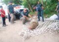 ANGGOTA Perhilitan memeriksa buaya tembaga betina seberat 200kg yang memasuki perangkap di Sungai Malim, Melaka kelmarin. – UTUSAN/AMRAN MULUP