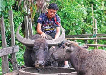 MUHAMMAD Syukur Khamis bersama kerbau peliharaannya sehingga mendapat julukan ‘Mowgli Malaysia’ di Kampung Banggol Katong, Serada di Kuala Terengganu, semalam. – UTUSAN/PUQTRA HAIRRY ROSLI