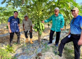 TUAN Saripudin Tuan Ismail (dua dari kanan) semasa meninjau tanaman betik Callina di Selising, Pasir Puteh, Kelantan, hari ini. UTUSAN/TOREK SULONG