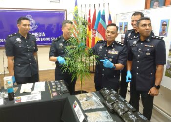 RAUB Selamat (dua dari kanan) menunjukkan pokok ganja yang dirampasdaripada sindiket pengedaran dadah di sekitar bandar raya Johor Bahru.