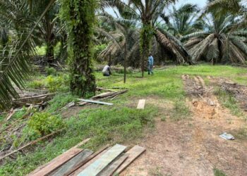 SEORANG pekebun sawit masyarakat Orang Asli di Kampung Kolek, Mukim Hulu Kuantan di Kuantan, Pahang mendakwa dinafikan hak dan diperas ugut pihak berkuasa negeri.