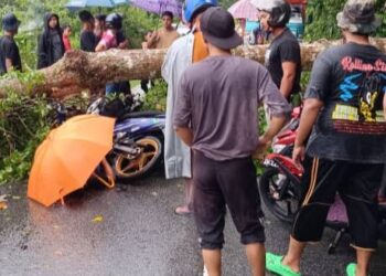 MANGSA meninggal dunia di tempat kejadian setelah dihempap pokok tumbang ketika menunggang motosikal di Kampung Bandar Hilir, Sik.