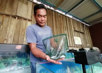 AZMI Hamid Chua menunjukkan anak ikan kelah merah yang bakal dihantar ke  China di rumahnya di Kampung Betong, Hulu Terengganu, semalam. – UTUSAN/NOOR HAYATI MAMAT