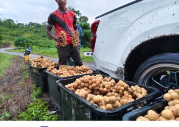 Mohammad Firdaus Asing menunjukkan buah dokong  untuk dipasarkan kepada pemborong di Kampung Batu Balai, Jerantut baru-baru ini. – HARIS FADILAH AHMAD