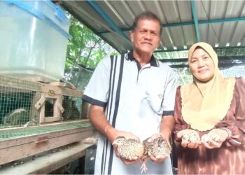 ZAINAL Abidin Mahmood dan Rasemah Mamat menunjukkan puyuh yang mereka ternak di Kampung Batu 8, Jalan Tanjung Tualang dekat Kampar.