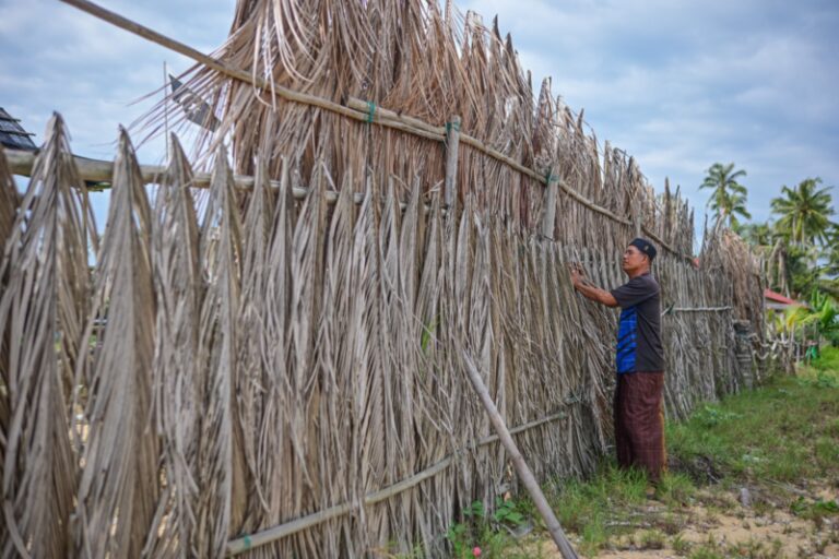 Pelepah Kelapa Penghadang Angin Monsun Timur Laut