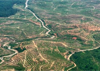 GAMBAR Fail menunjukkan penerokaan kawasan hutan di Kelantan dikatakan untuk aktiviti perladangan . – GAMBAR HIASAN