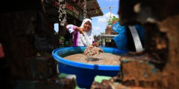 WAN Sapiah Wan Yusoff menujukkan ikan bilis yang masih diperam untuk dihasilkan sebagai budu di premisnya di Pantai Geting, Tumpat, Kelantan-UTUSAN/KAMARUL BISMI KAMARUZAMAN